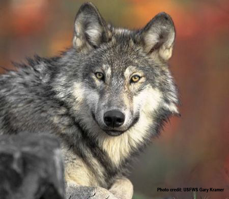 WolfPhoto.jpg